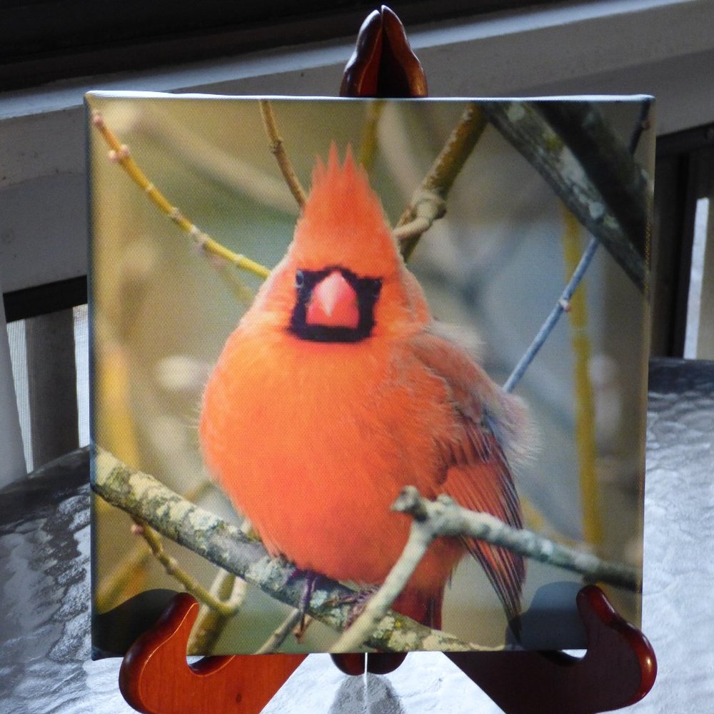 8 x 8 canvas photo of a cardinal